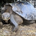 tortoise_galapagos_pa_h_0085_ecu2119.jpg